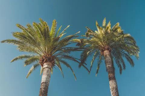 Looking up at palm trees basking in the bright sunlight on a clear day. Stock Photos