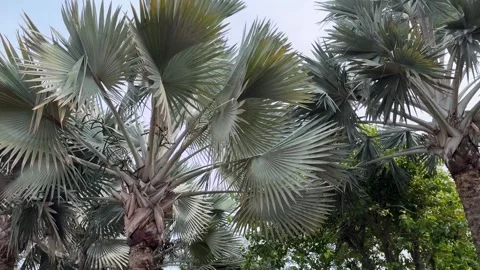 Looking up palm trees on a caribbean beach Stock-Footage 340406881