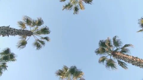 Looking up at palm trees Stock Footage 83537096