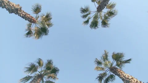 Looking up at palm trees Stock-Footage 83537197