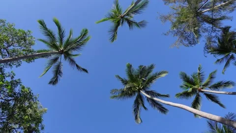 Looking up at Palm Trees. Stock Footage 164771857