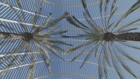 Looking up at palm trees in modern building Stock Footage 83536951