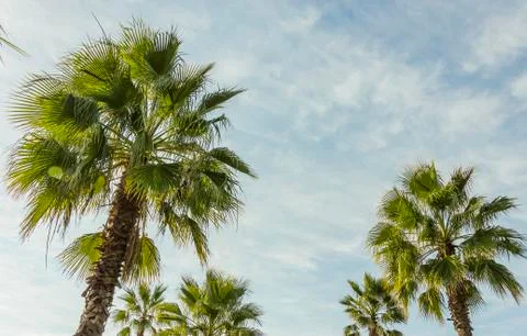 Looking up at palm trees Stock Photos
