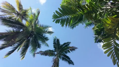 Looking up at palm trees in slow motion on a summer's day Stock Footage 302692263