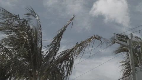 Looking up at Palm Trees on a Sunny Day, house and powerlines in foreground Stock Footage 185100335