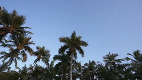 Looking up at the palm trees at sunset Stock Footage 137961357