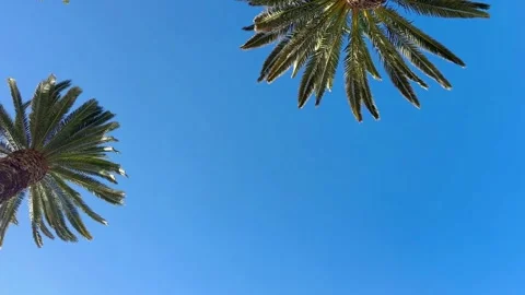 Looking Up at Palm Trees Swaying in the Wind – Blue Sky, Static 4K Vidéo 303026421