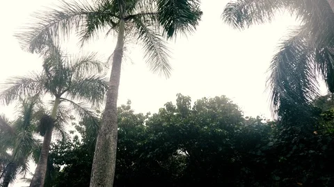 Looking Up at Palm Trees Walking Stock Footage 96226080