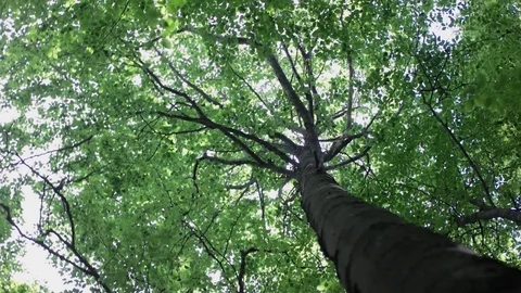 Looking up panning low angle view of tree branches and green leaves against a Stock Footage 85312822