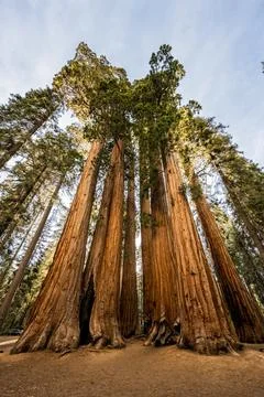 Looking up the Parker Grove at an angle Foto stock