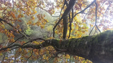 Looking Up Past A Dark Branch Toward Interlocking Autumn Trees Stock Footage 348782890