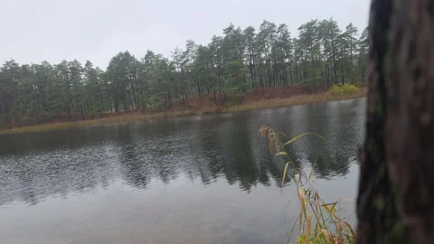 Looking Past A Dark Tree Trunk At A Serene And Cloudy Forest Lake Stock Footage 348530714