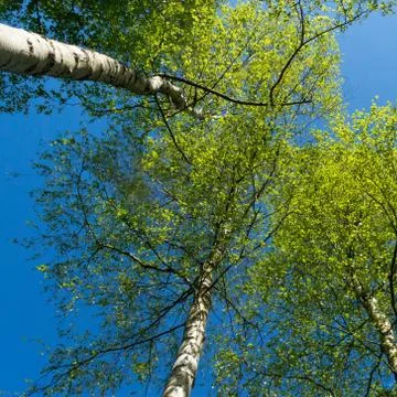 Looking up past the trunks of three birch trees into the blue sunny sky Stock Photos