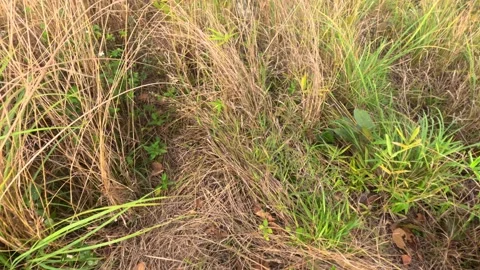 Looking for a path in a wild forest, very high grass Video stock 233088503
