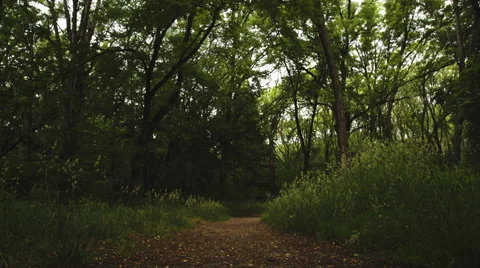 Looking for Path in the woods Stock Footage 67203969