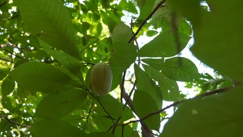 Looking Up at Paw Paw Fruit Trees Stock Footage 122044993