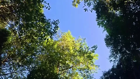 Looking Up: Peaceful Canopy of Lush Forest Trees Against Blue Sky 库存影片 340093641