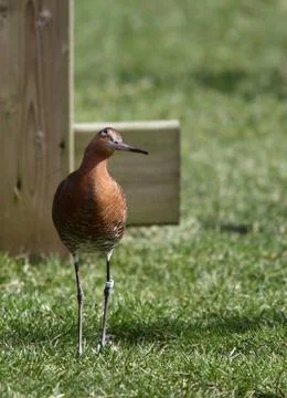 Looking up Stock Photos
