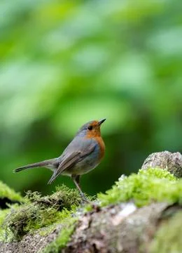 Looking up Stock Photos