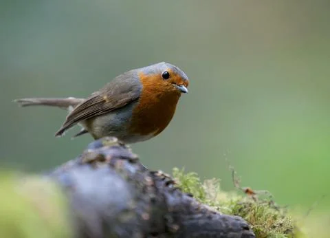 Looking Stock Photos