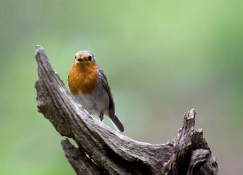 Looking Stock Photos