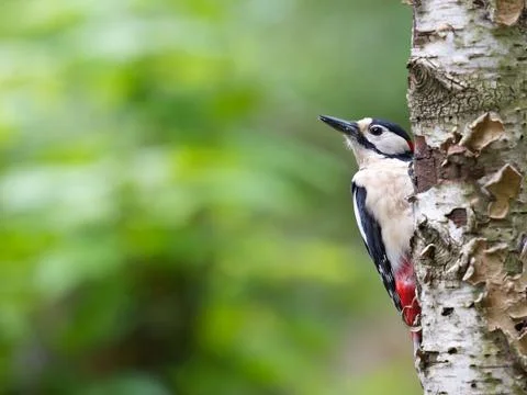 Looking Stock Photos