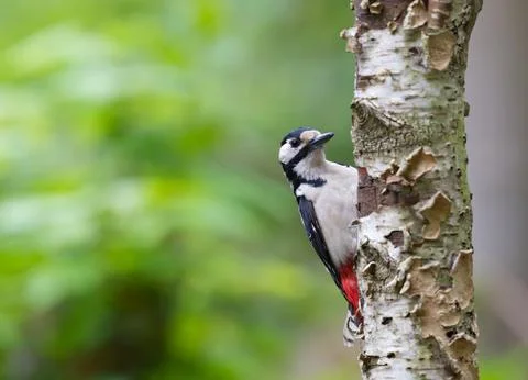 Looking Stock Photos
