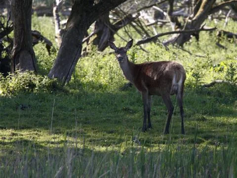 Looking Stock Photos