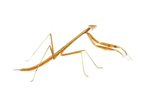 Looking Stock Photos