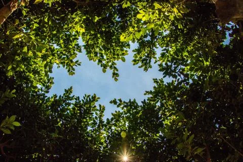 Looking Up Stock Photos