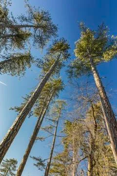 Looking up Stock Photos