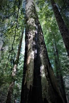 Looking up Fotos Stock