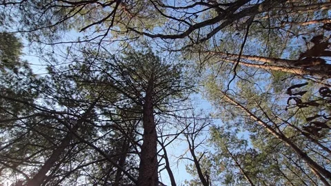 Looking Up at Pine and Larch Trees Swaying in the Gentle Breeze Stock Footage 330629351