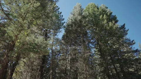 Looking up at pine forest canopy against blue sky Video stock 348023212