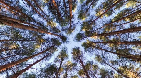 Looking up into pine forest canopy Stock Footage 62340107