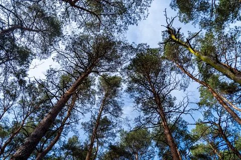 Looking Up into the Pine Forest Canopy Stock Photos