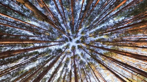 Looking up into pine forest canopy, ultra wide angle Stock Footage 62340131