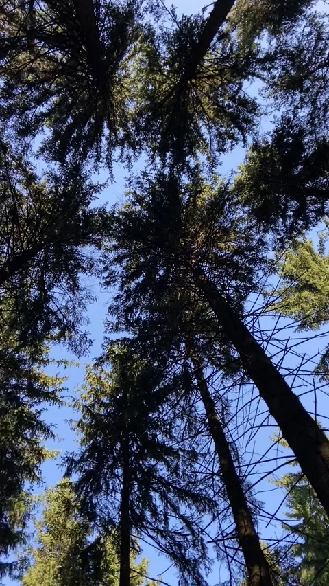 Looking Up at Pine Forest Canopy in Vogtland Stock Footage 311279129