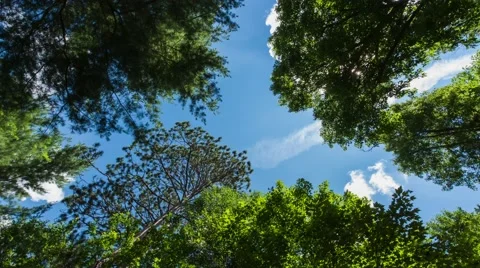 Looking Up in a Pine Forest Stock Footage 65279162