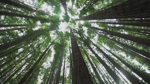 Looking up at a Pine Forest with light beaming through trees Stock Footage