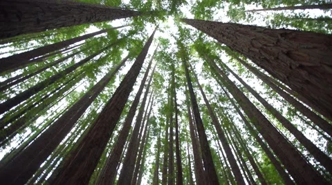 Looking up at a pine forest with light beaming through trees Video stock 67983746