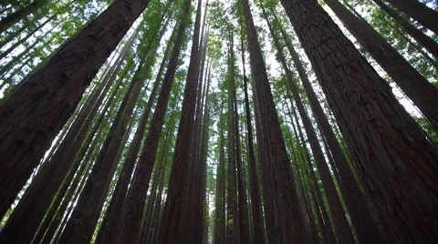 Looking up at a pine forest with light beaming through trees Video stock 68105161