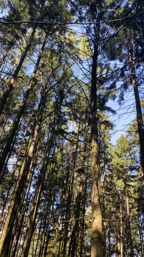 Looking Up At A Pine Forest With Light Beaming Through Trees Stock Footage 241082172