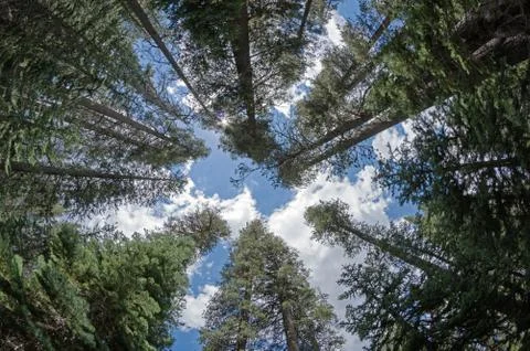 Looking Up In Pine Forest Foto stock