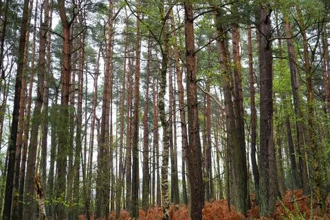 Looking in to a pine forest 库存照片
