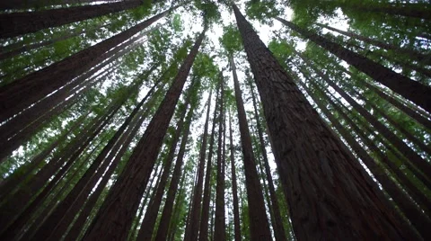 Looking up at a Pine Forest Wide Angle Looking up Pan down dolly Stock Footage 68104924