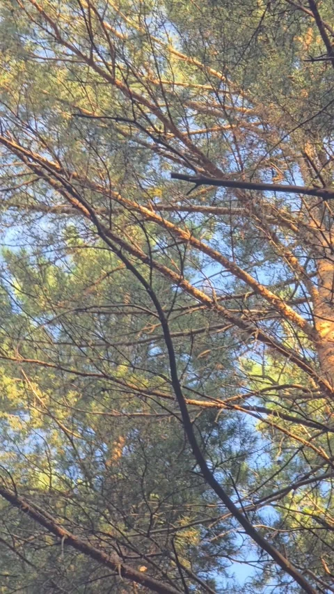 Looking up pine tree branches Stock Footage 339079200