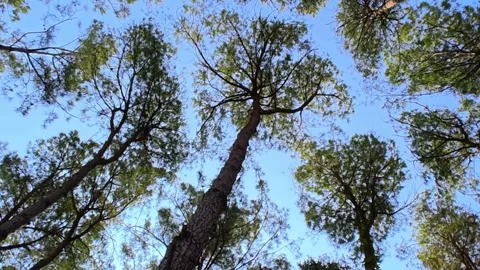 Looking up at pine tree branches with green leaves under a bright blue sky. Stock Footage 311119979