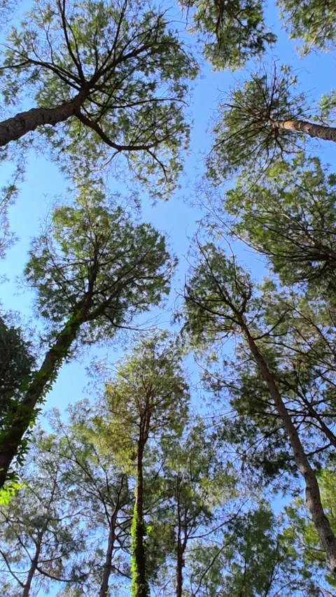 Looking up at pine tree branches with green leaves under a bright blue sky. Stock-Footage 313954097