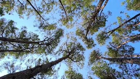 Looking up at pine tree branches with green leaves under a bright blue sky. Stock-Footage 313955448